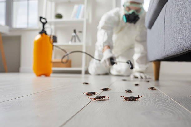 Commercial Kitchen Cockroach Control in Providence